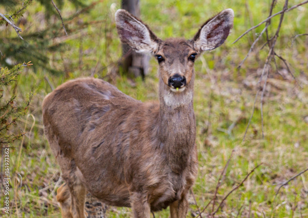 Fototapeta premium Beautiful Mule Deer Herd
