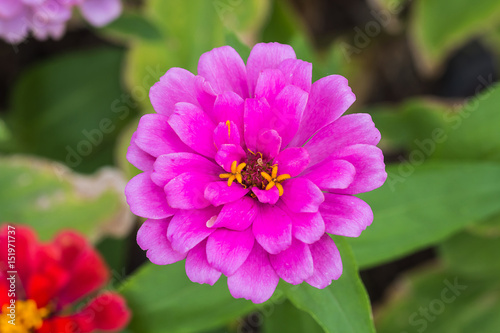 flower in garden