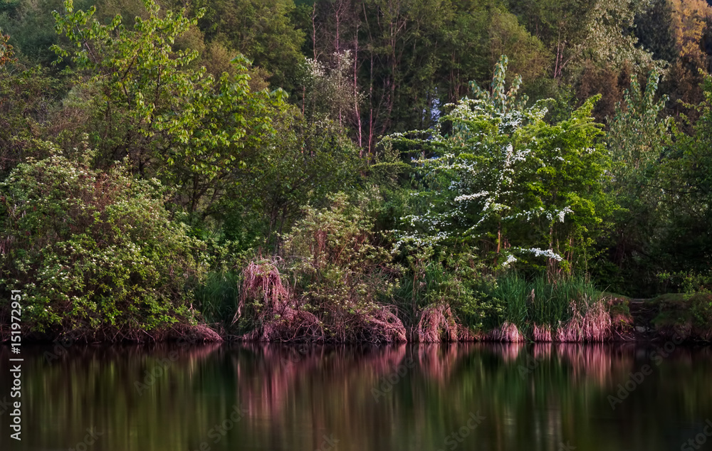 Fototapeta premium Foliage Reflecting in Water.