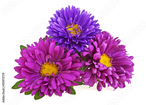 Three aster flowers on a white background