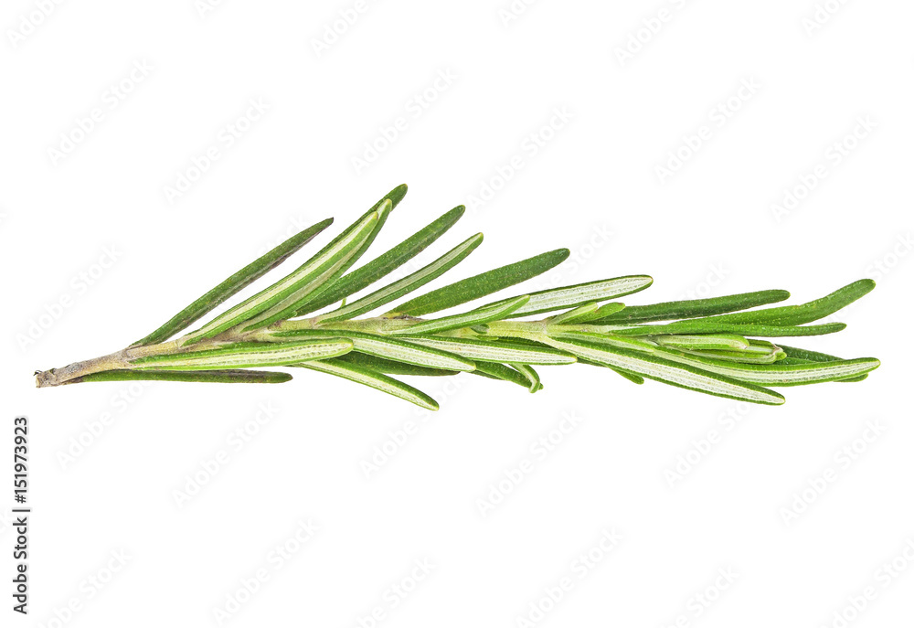 Fototapeta premium Twig of rosemary on a white background, close up