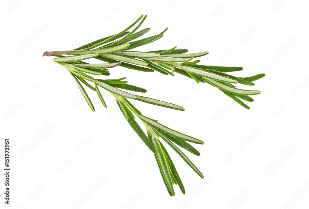 Rosemary isolated on white background