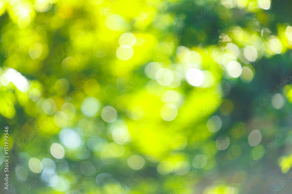 Light bokhe by sunlight shining to tree branch. Light bokhe by sunlight shining to tree branch.