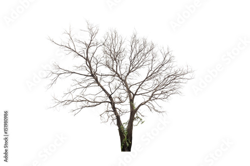 Dead hollow tree isolated on white background