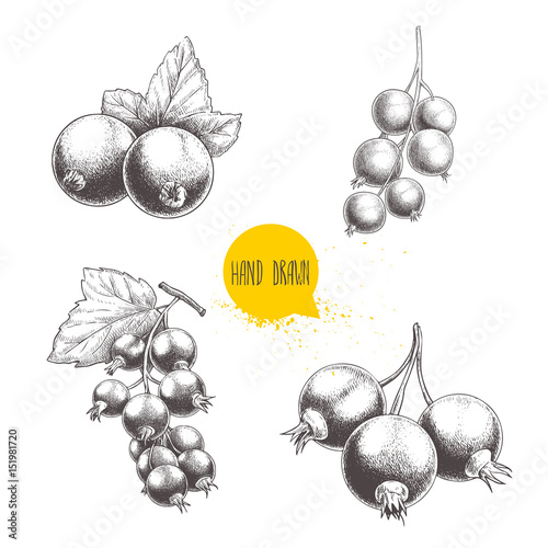 Hand drawn black currant sketch set. Black currants bunch with leaves. Forest berries illustrations. Isolated on white background.