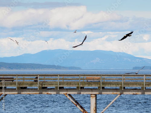 Two Bald Eagles fly over a fishing pier in search of fish
