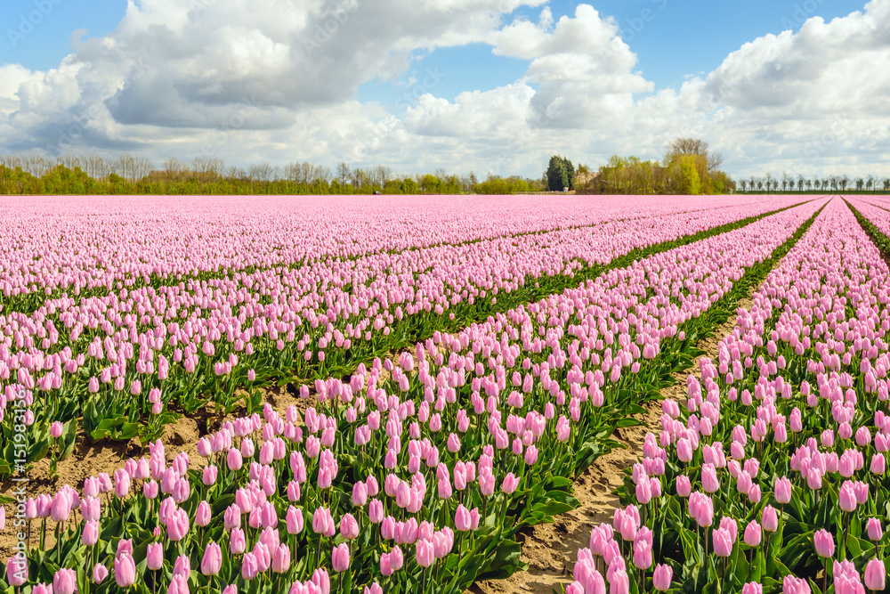 Pink blossoming Dutch tulip fields in springtime