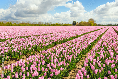 Pink blossoming Dutch tulip fields in springtime
