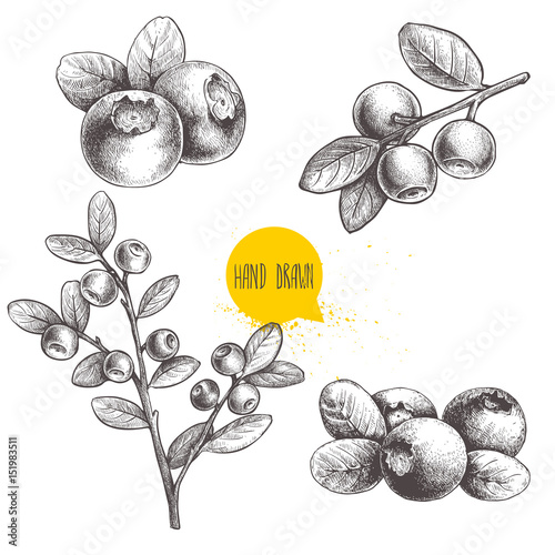 Hand drawn sketch style set of blueberries. Isolated on white background. Forest berry. Eco food vector illustration.