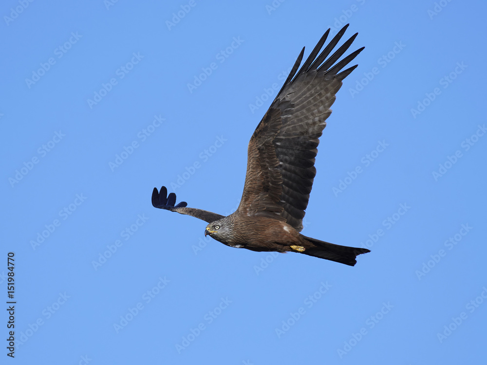 Obraz premium Black kite (Milvus migrans)