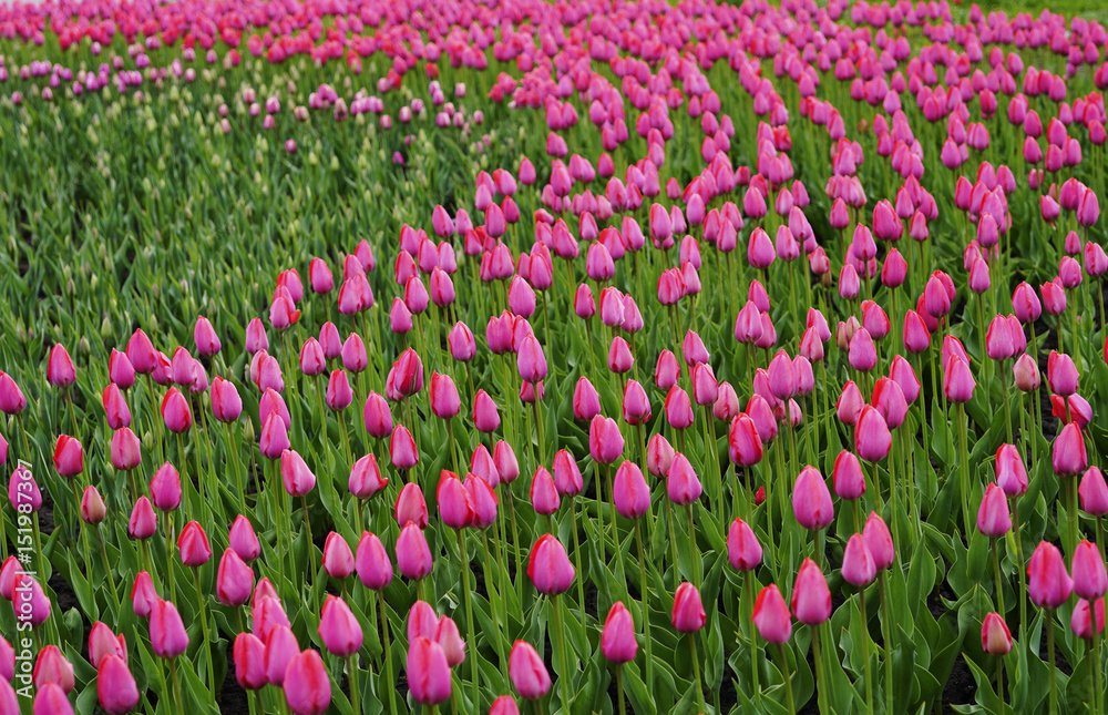 Flowers pink tulip. Bud  of a spring flowers.  Field of beautiful tulips.  Side view.   For design.  Nature.