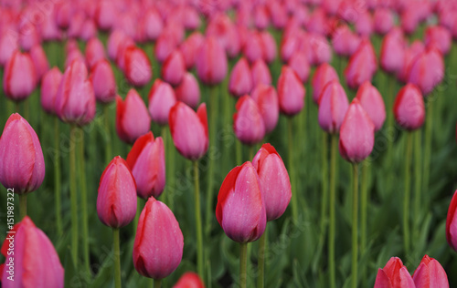 Flowers pink tulip. Bud  of a spring flowers. On a blurred background bokeh  Side view.   Close-up. For design. Nature.