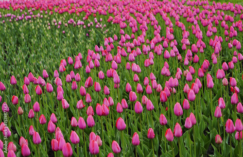 Flowers pink tulip. Bud of a spring flowers. Field of beautiful tulips. Side view. For design. Nature.