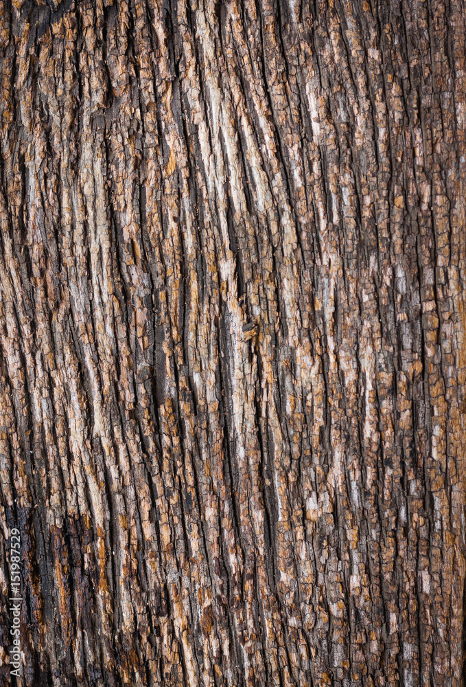 wood texture. background old panels wood texture. background old panels