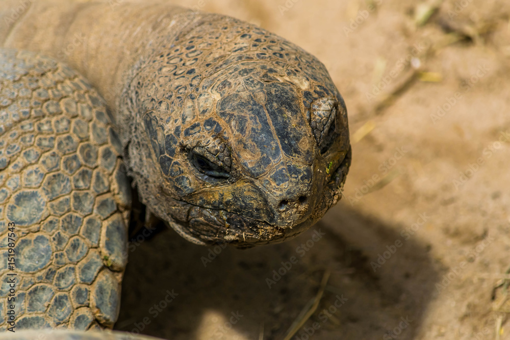 Obraz premium Tortue géante.