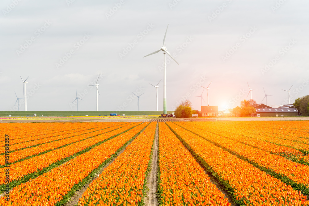 Sunset above the windmills on the tulip field
