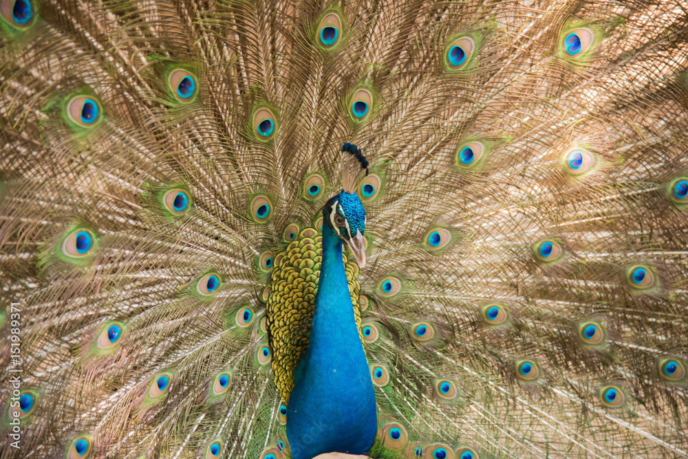 Fototapeta premium Photos of peacocks showing beautiful feathers.