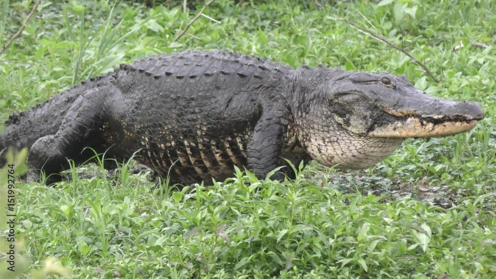 large alligator walks to reach the water large alligator walks to reach the water