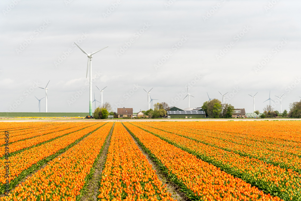 Windmills on the tulip field