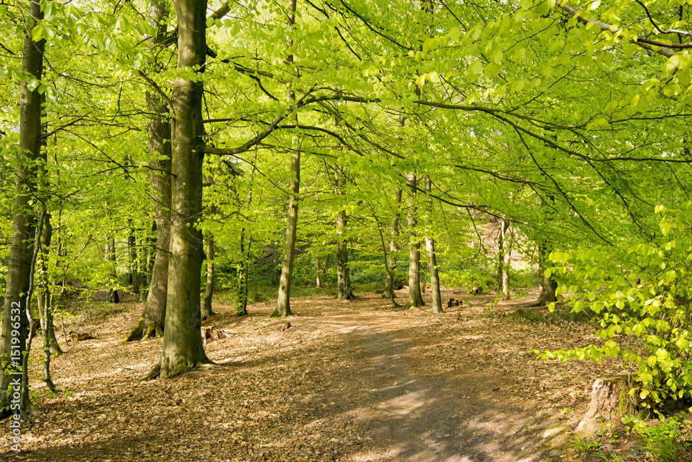 Early Danish Springtime Forest Early Danish Springtime Forest
