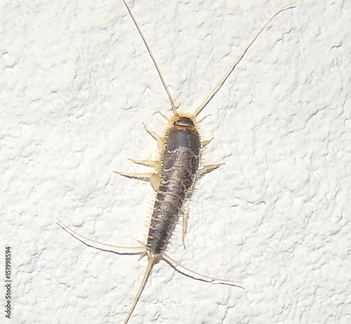 Silverfish (Lepisma saccharina) photo