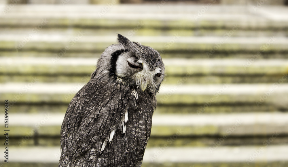 Naklejka premium Owl on display