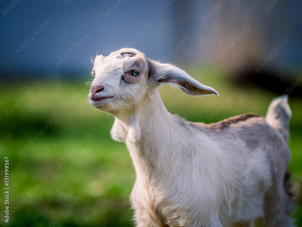 Beautiful little goat with blue eyes posing for portrait Beautiful little goat with blue eyes posing for portrait
