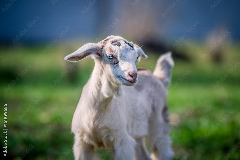 Beautiful little goat with blue eyes posing for portrait Beautiful little goat with blue eyes posing for portrait