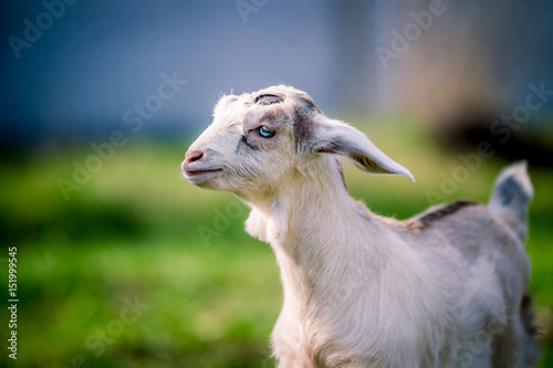 Beautiful little goat with blue eyes posing for portrait