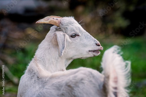 Beautiful little goat posing for portrait