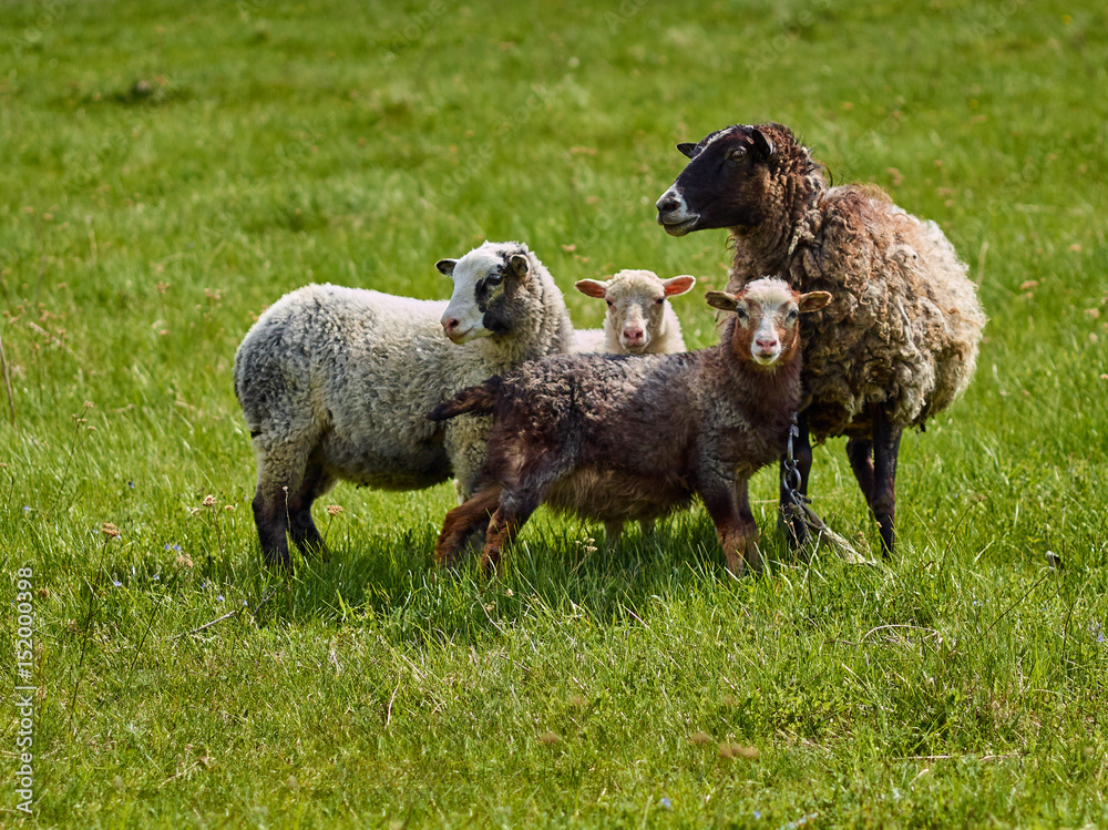 Naklejka premium sheep
