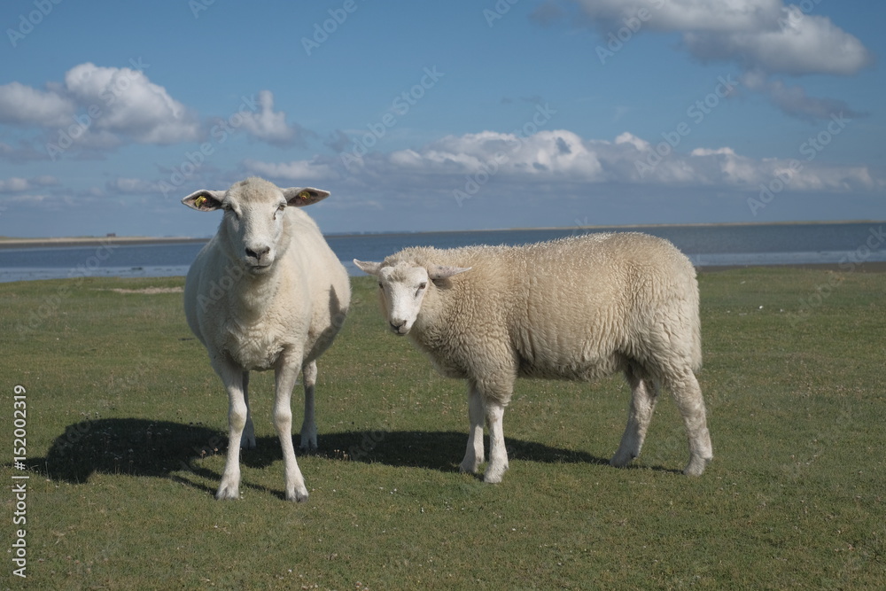 Obraz premium Schafe auf Sylt