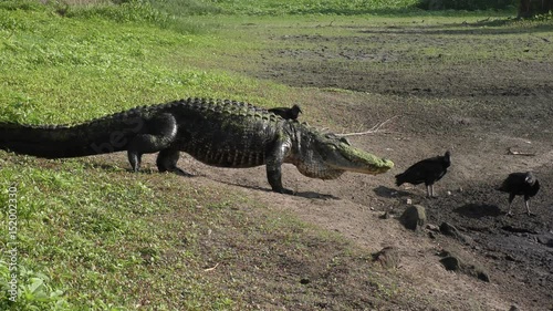alligator walks down to drying pond for fishing
