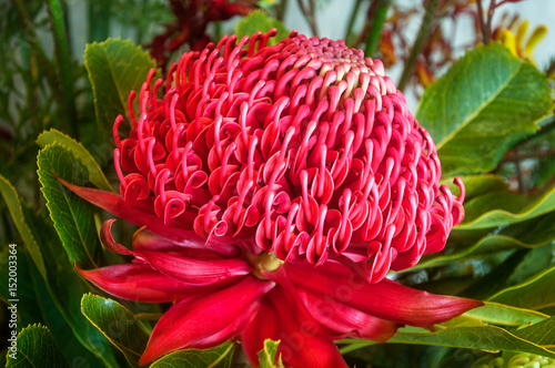 Red Waratah - Australian Native Flower photo