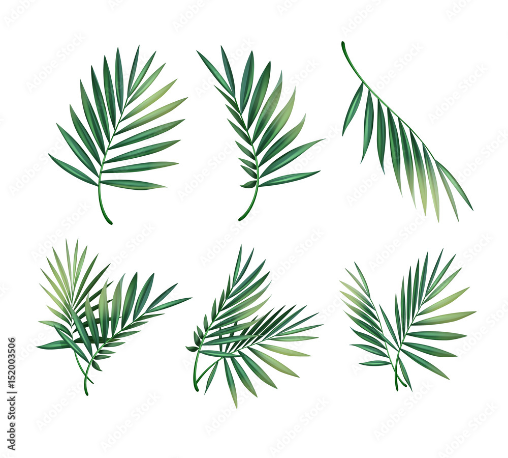 Set of palm leaves Set of palm leaves