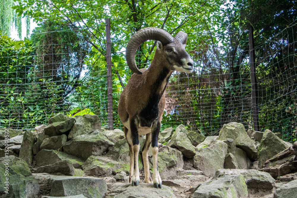 BUDAPEST, HUNGARY - JULY 26, 2016: Argali, a mountain goat with big horns at Budapest Zoo and Botanical Garden, Hungary. BUDAPEST, HUNGARY - JULY 26, 2016: Argali, a mountain goat with big horns at Budapest Zoo and Botanical Garden, Hungary.