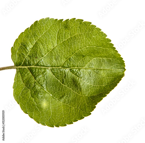 One leaf of an apple tree. Isolated on white background