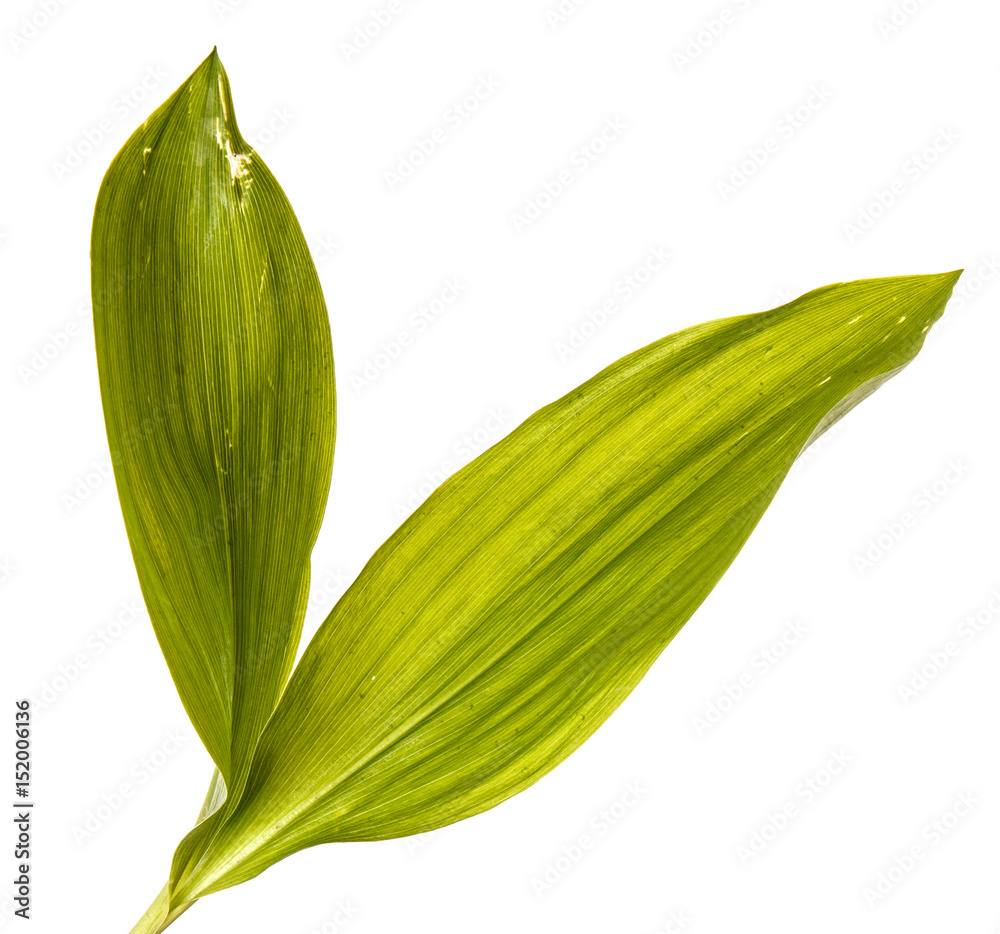 Green leaves of lily of the valley flowers. Isolated on white background Green leaves of lily of the valley flowers. Isolated on white background