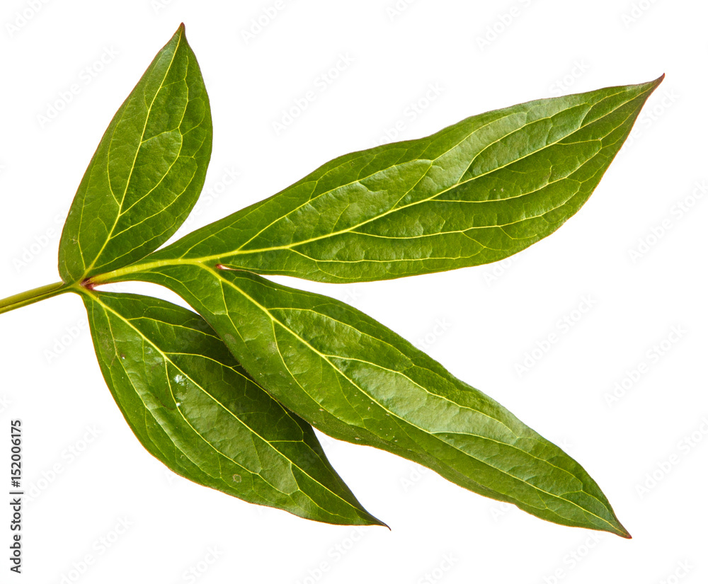 Obraz premium Green sprouts of peony flowers. Isolated on white background