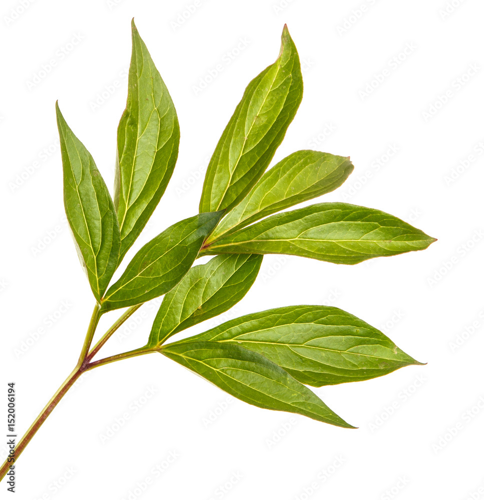 Obraz premium Green sprouts of peony flowers. Isolated on white background