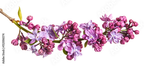 Blooming lilac flowers. Isolated on white background