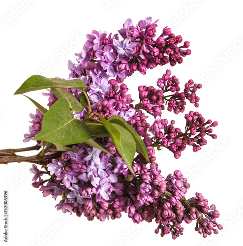 Blooming lilac flowers. Isolated on white background