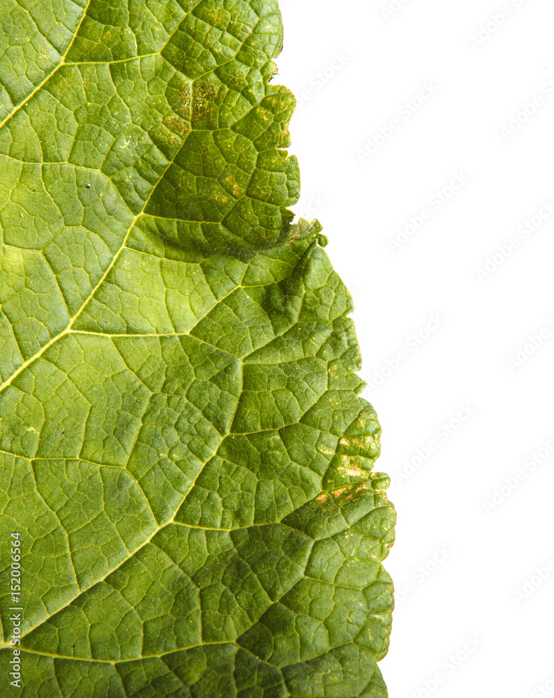 Fototapeta premium part Green leaves of burdock spoiled on white background