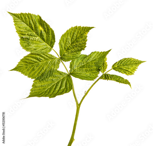 Young green raspberry sprout with green leaves. Isolated on white background