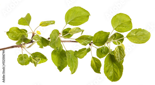 A branch of an apple tree with green leaves. Isolated on white background
