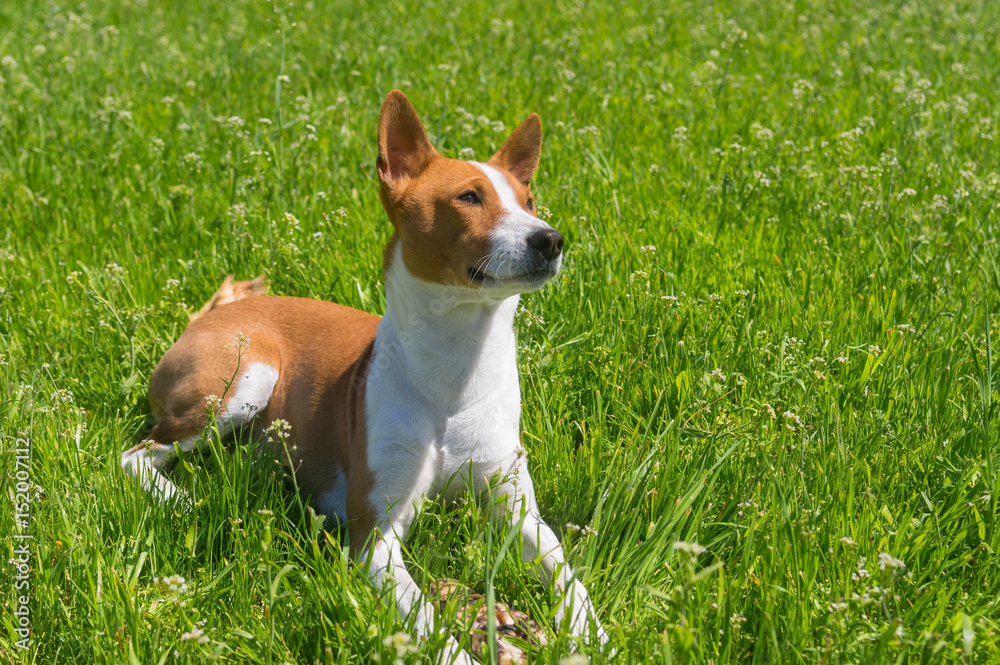 Mature basenji dog resting in spring grass guarding its delicacy - beef bone