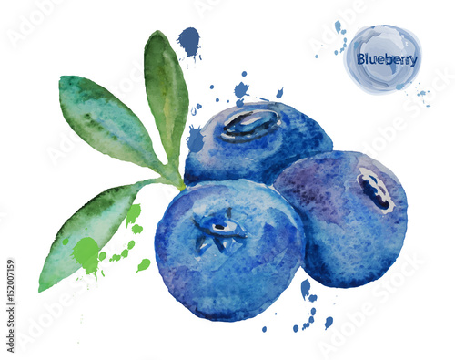 Watercolor blueberry. Vecor illustration.
