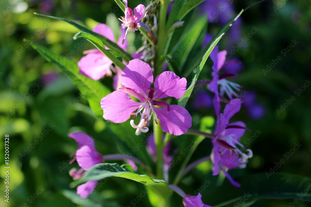 purple flower, flowering in the garden, Ivan - tea, flower in the sun purple flower, flowering in the garden, Ivan - tea, flower in the sun