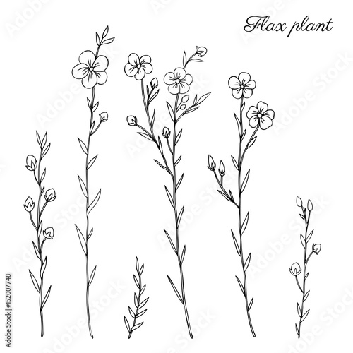 Flax plant, wild field flower isolated on white, botanical hand drawn sketch vector doodle illustration, line art for design package organic cosmetic, natural medicine, greeting card, vegan food