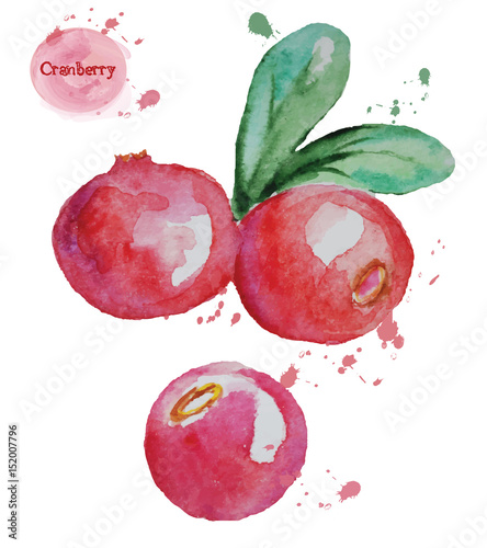 Watercolor cranberry. Vecor illustration.